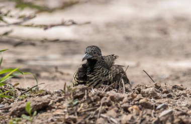 Hayvan portresi üzerinde parmaklıklı bıldırcın..
