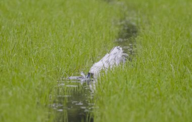 Siyah başlı Ibis hayvan portresi. Yakın çekim..