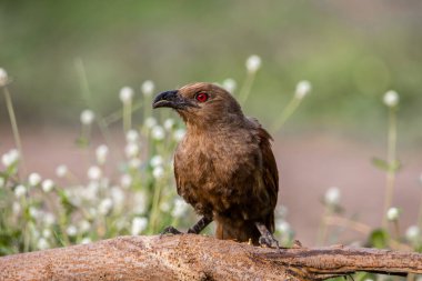 Andaman Coucal, hayvan portresi yakın plan..