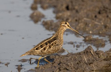 Pintail Snipe on the ground animal portrait. clipart