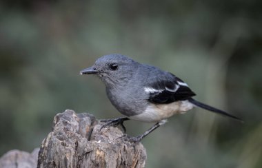 Şark saksağanı Robin, yakın çekim dalında..