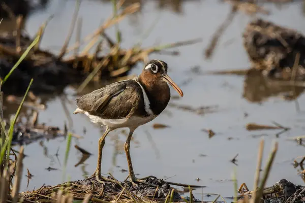 stock image Greater Painted-snipe on the ground close up shot ( Animal portrait ).