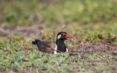 Yerdeki hayvan portresi üzerinde kırmızı gerdanlı Lapwing..