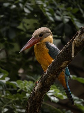 Leylek gagalı balıkçı çocukluğu bir ağacın dalında.