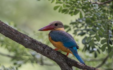 Leylek gagalı balıkçı çocukluğu bir ağacın dalında.