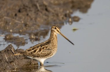Pintail Snipe on the ground animal portrait. clipart