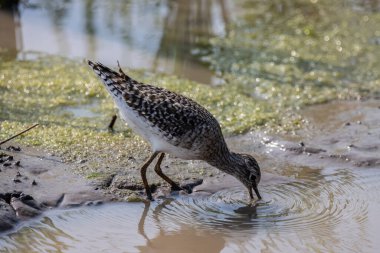 Wood Sandpiper on the ground animal portrait. clipart