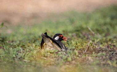 Yerdeki hayvan portresi üzerinde kırmızı gerdanlı Lapwing..