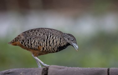 Hayvan portresi üzerinde parmaklıklı bıldırcın..