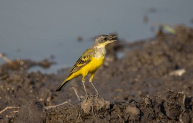 Eastern Yellow Wagtail animal portrait close up shot. clipart