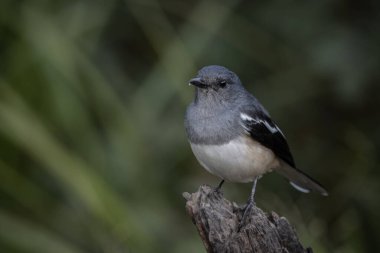 Şark saksağanı Robin, yakın çekim dalında..
