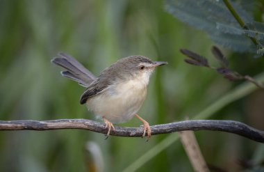 Dal hayvan portresi üzerinde sade Prinia.