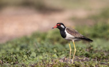 Yerdeki hayvan portresi üzerinde kırmızı gerdanlı Lapwing..