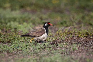 Yerdeki hayvan portresi üzerinde kırmızı gerdanlı Lapwing..