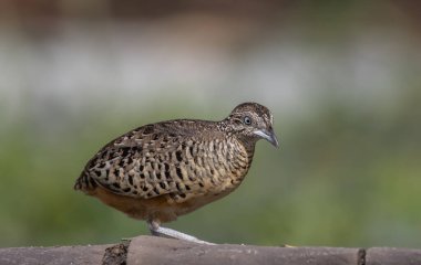 Barred Buttonquail on the ground animal portrait. clipart