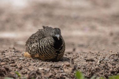 Hayvan portresi üzerinde parmaklıklı bıldırcın..