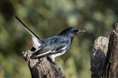 Şark saksağanı Robin, yakın çekim dalında..