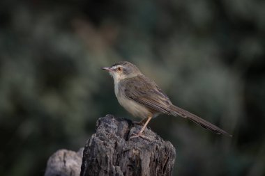 Plain Prinia on the branch animal portrait. clipart