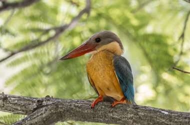 Leylek gagalı balıkçı çocukluğu bir ağacın dalında.