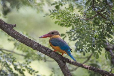 Leylek gagalı balıkçı çocukluğu bir ağacın dalında.