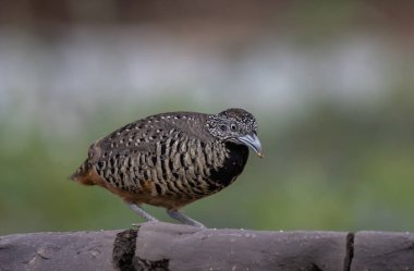 Hayvan portresi üzerinde parmaklıklı bıldırcın..