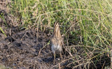 Zemin hayvan portresi üzerinde Pintail Snipe.