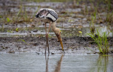 Yerdeki hayvan portresine çizilmiş leylek..