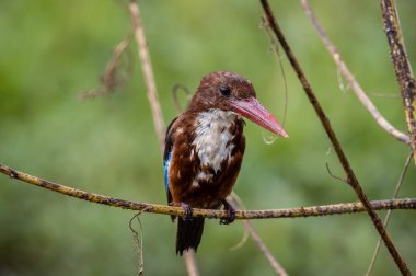 Beyaz boğazlı Kingfisher dal ağacı hayvan portresi üzerinde.