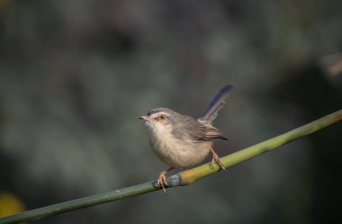 Plain Prinia on the branch animal portrait. clipart