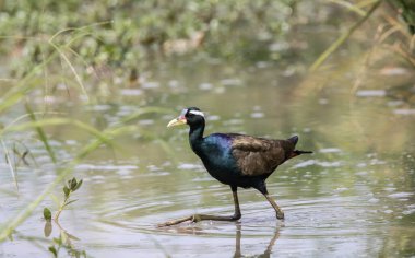 Bronz kanatlı Jacana hayvan portresi üzerinde.