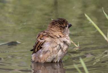 Sparrow Hanesi, kaldırım kenarındaki su birikintisinde oynuyor..