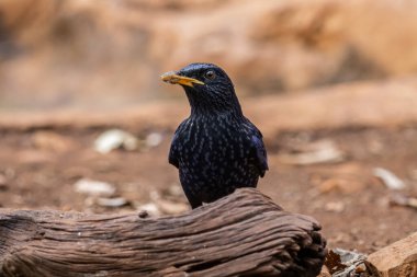 Mavi Islık Ardıç kuşu (Myophonus caeruleus) yerdeki hayvan portresi üzerinde.