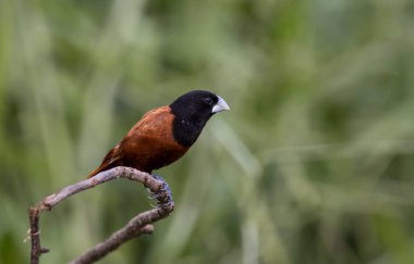 Siyah başlı Munia hayvan portresi. Yakın çekim..