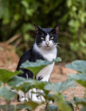 A cat with white and black stripes is in the garden. clipart