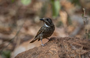 Beyaz boğazlı Rockthrush (kadın) hayvan portresi. Yakın çekim..