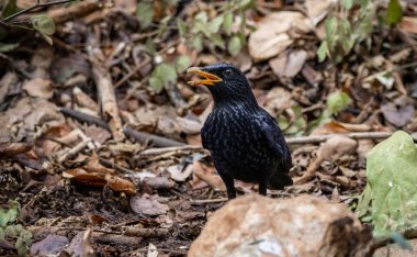 Mavi Islık Ardıç kuşu (Myophonus caeruleus) yerdeki hayvan portresi üzerinde.