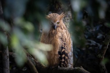 Buffy balık baykuşu dal ağacı hayvan portresi üzerinde.