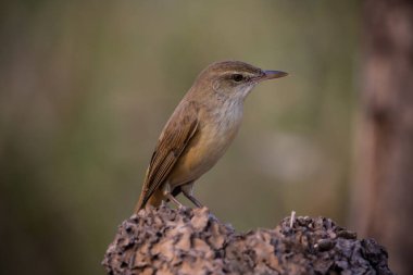 Oriental Reed Warbler hayvan portresi. Yakın çekim..