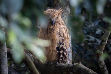 Buffy balık baykuşu dal ağacı hayvan portresi üzerinde.