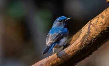 Hainan Mavi Sinek Yakalayıcı sana hayvan portresi dalında.