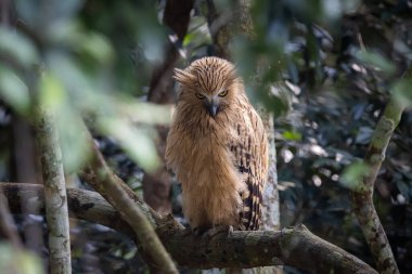 Buffy fish owl on the branch tree animal portrait. clipart