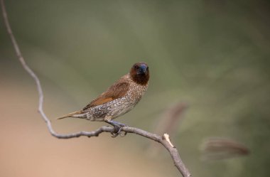 Dallı hayvan portresi üzerinde pullu göğüslü Munia.