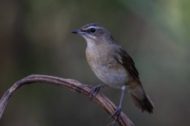 Sibirya yakutu, Çin 'den Tayland' a soğuk havada gelen göçmen bir kuştur..