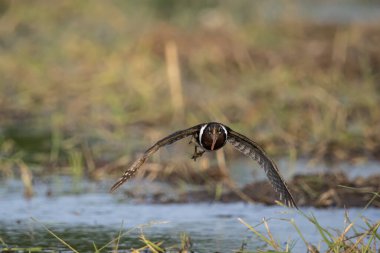 Daha büyük boyalı çulluk Tayland 'da bir pirinç tarlasında yağmur mevsiminde bulunabilir..