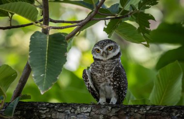 Benekli baykuş (Athene brama), baykuş gibi yırtıcı bir kuş türüdür. Tayland 'da bulunabilir..