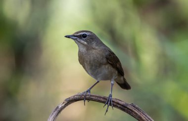 Sibirya yakutu, Çin 'den Tayland' a soğuk havada gelen göçmen bir kuştur..