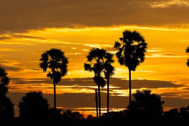 Şeker palmiyesi Tayland 'da akşam güneşinin atmosferinde.