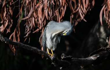 Striated heron (Butorides striata) also known as mangrove heron, little green heron or green-backed heron, is a small heron, about 44 cm tall. clipart