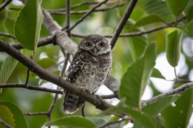 Benekli baykuş (Athene brama), baykuş gibi yırtıcı bir kuş türüdür. Tayland 'da bulunabilir..