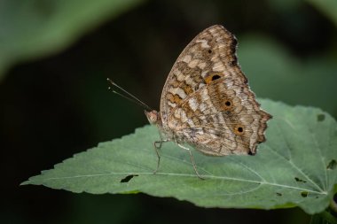Lemon Pansy (Linnaeus, 1758) Erkek ve dişi kelebeklerin kahverengi kanatları, turuncu göz lekeleri ve solmuş sarı noktaları vardır..